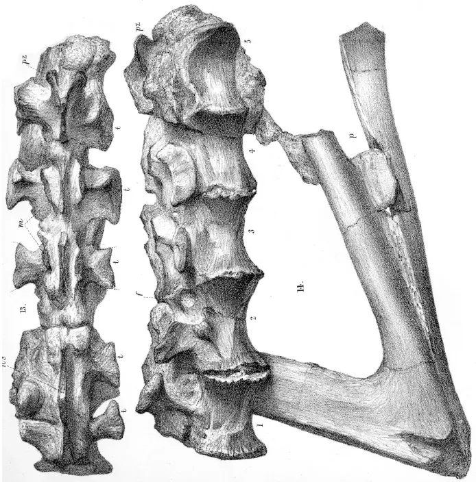 La carte Aristosuchus