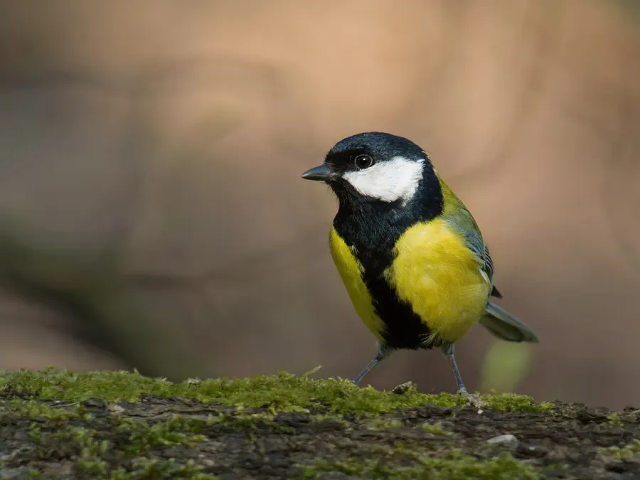 The Great tit card