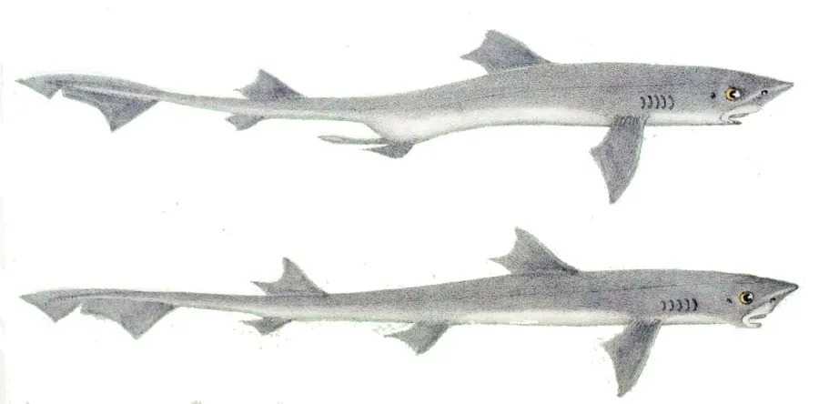 La carte Mustelus antarcticus