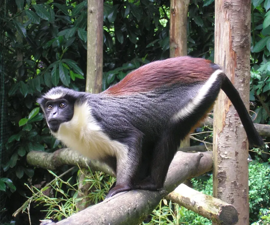 La carte Cercopithecus