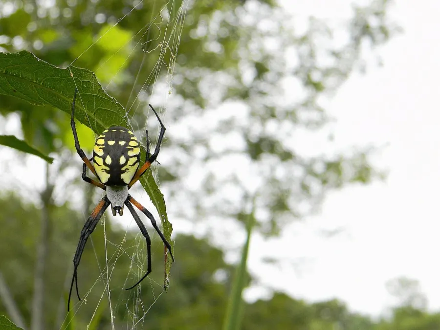La carte Argiope aurantia