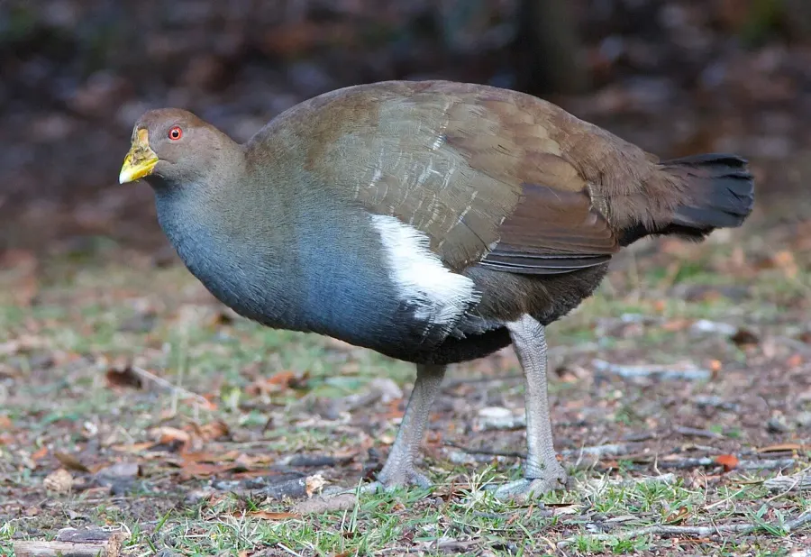 La carte Gallinule de Tasmanie