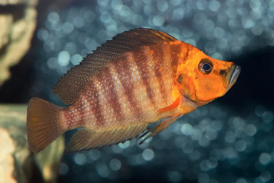 La carte Altolamprologus compressiceps