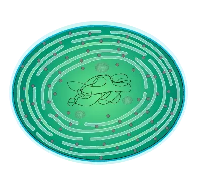 La carte Cyanobacteriota