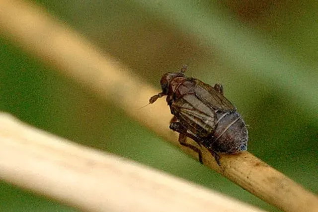 La carte Delphacidae