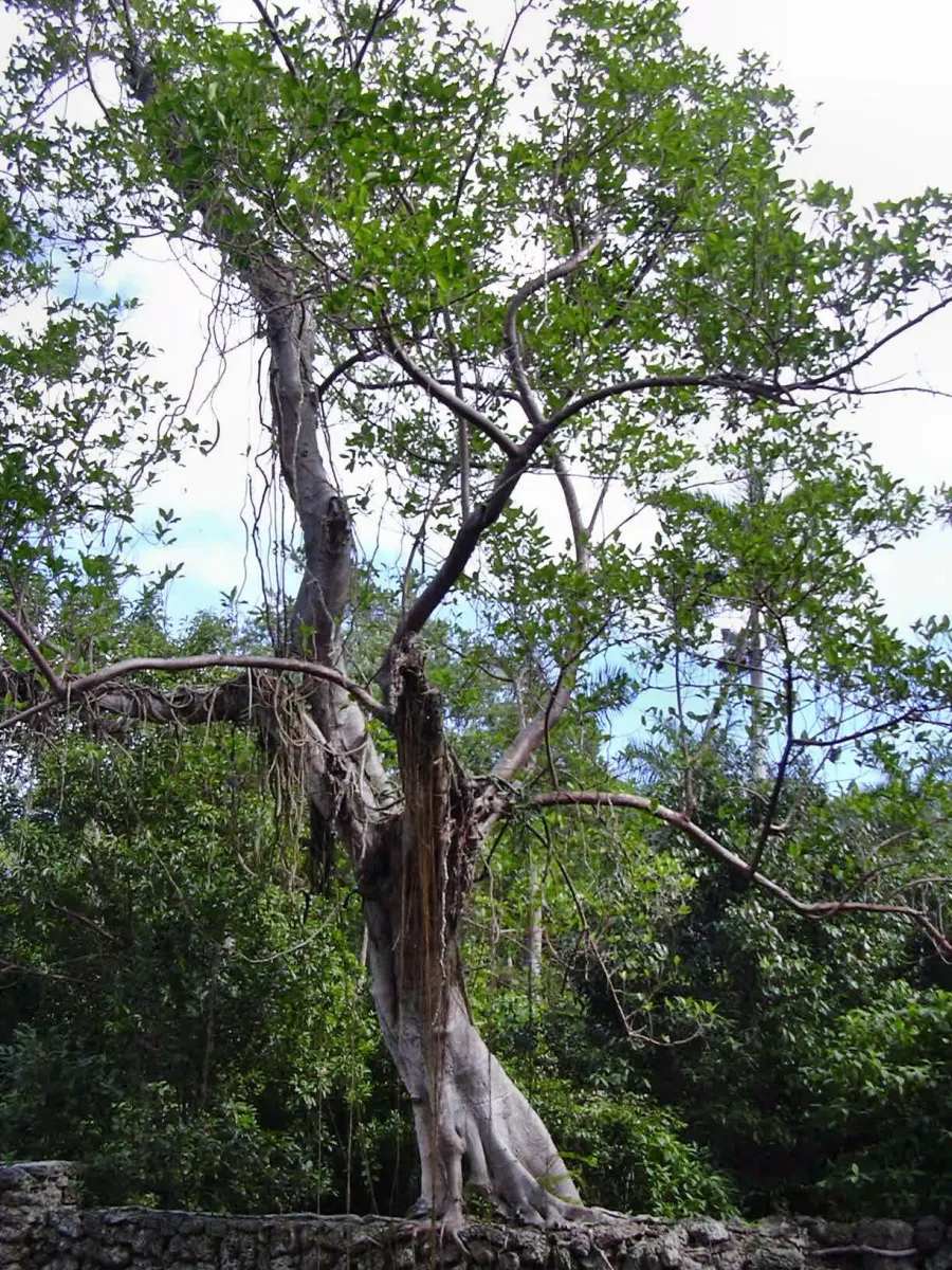 La carte Ficus aurea