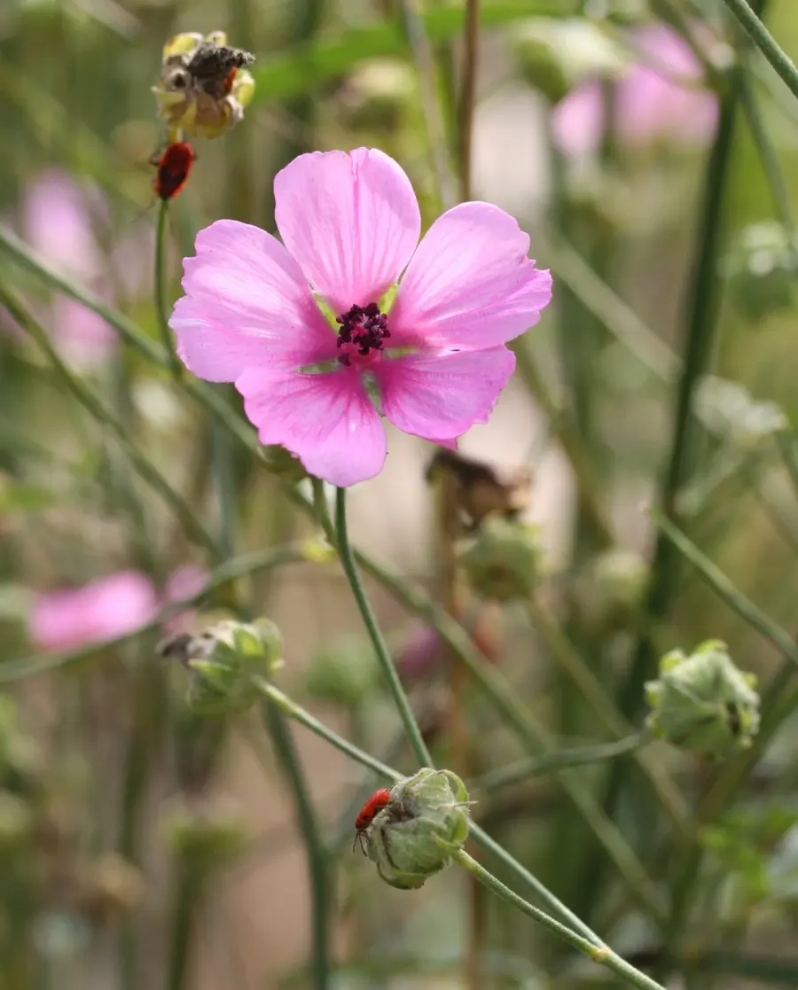 The Althaea cannabina card