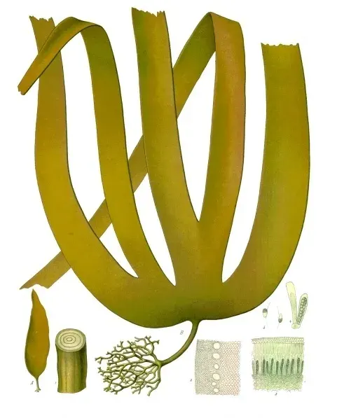 La carte Laminariaceae