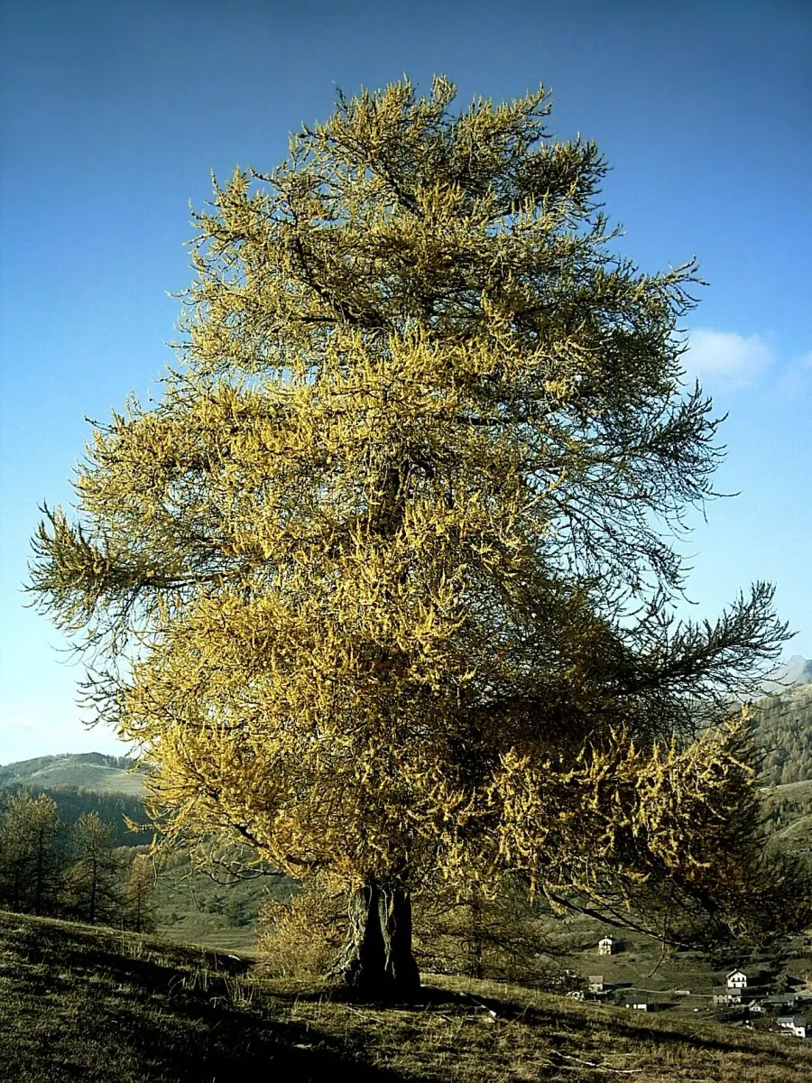 La carte Larix