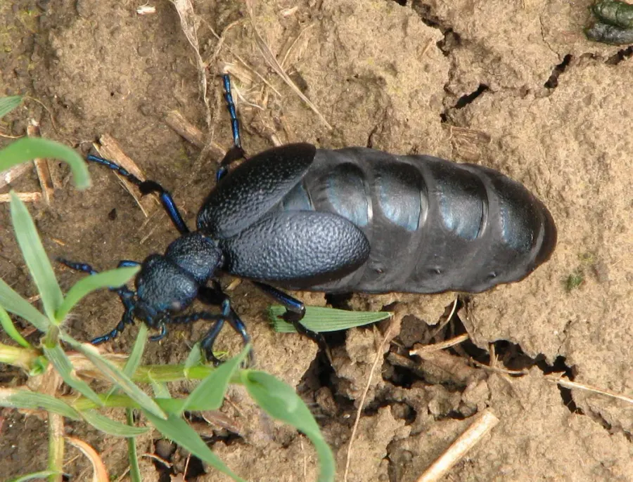 La carte Meloe proscarabaeus