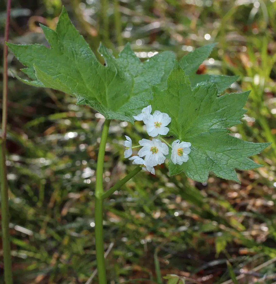 The Diphylleia card
