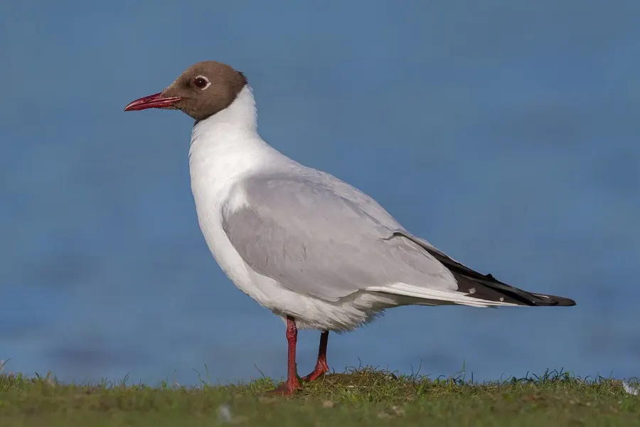 The Black-headed gull card