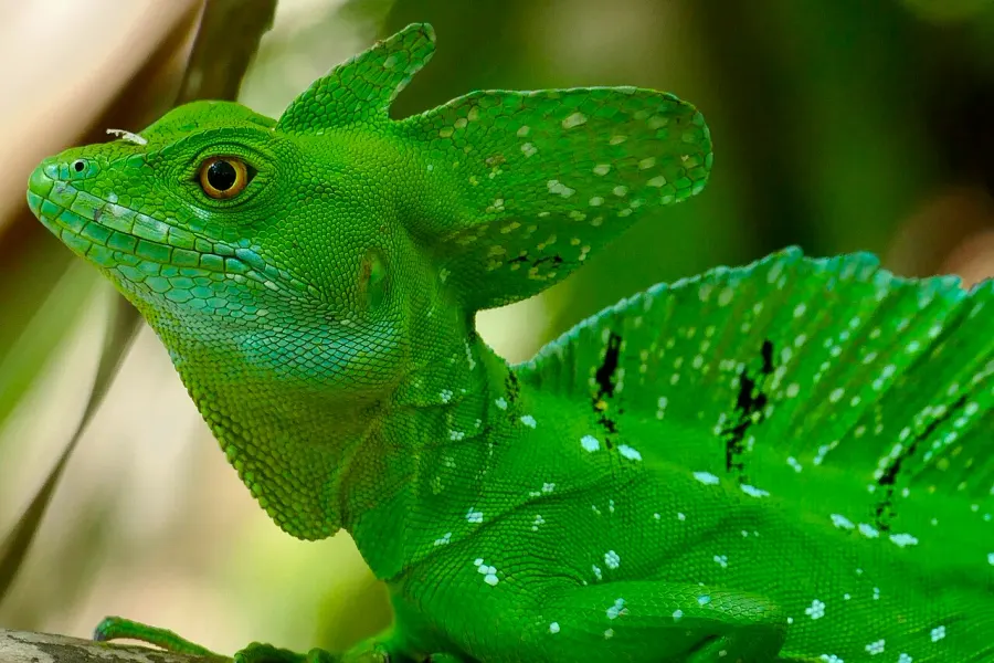 La carte Basiliscus