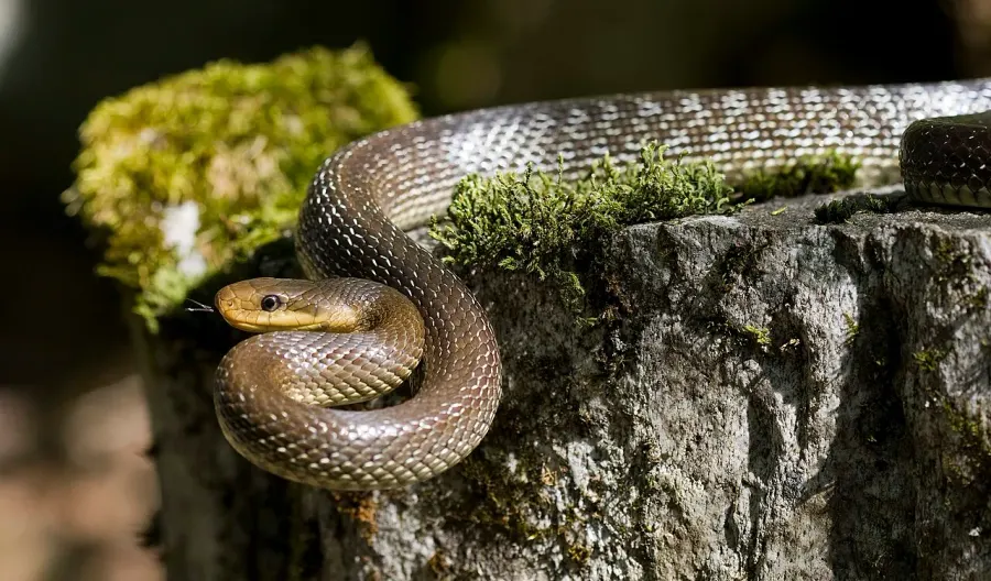 The Aesculapian snake card