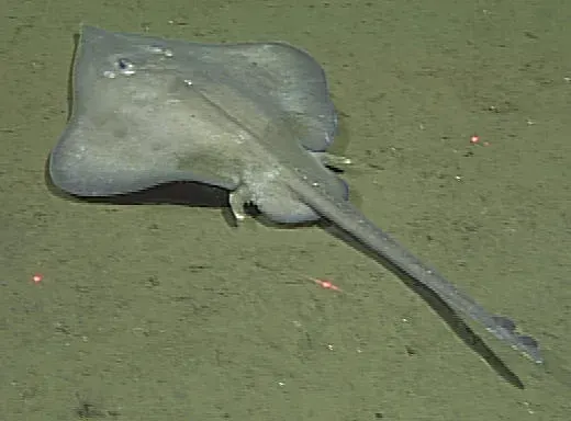 La carte Arhynchobatidae