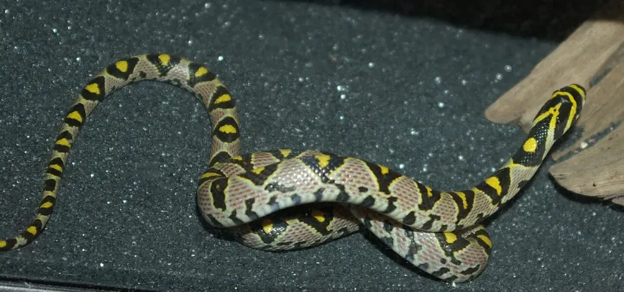 The Mandarin rat snake card