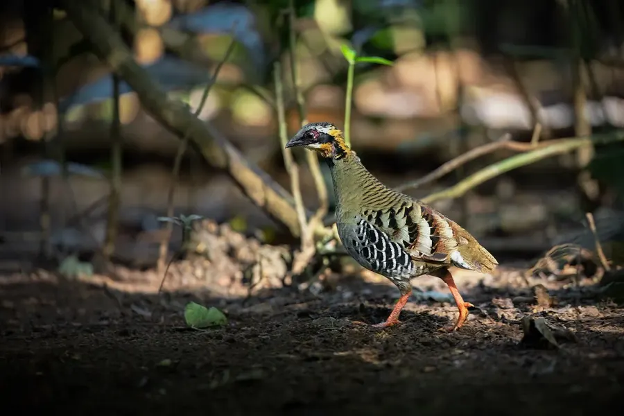 The Orange-necked partridge card