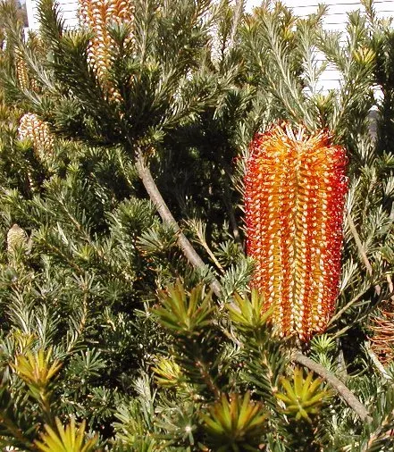 La carte Banksia ericifolia