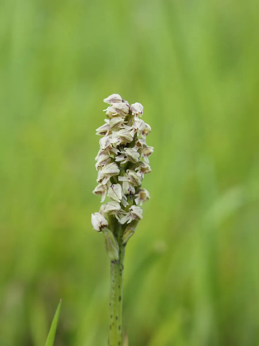 La carte Orchis intact