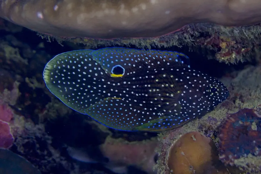 La carte Calloplesiops altivelis