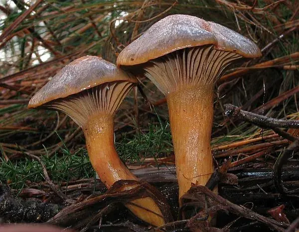 La carte Chroogomphus