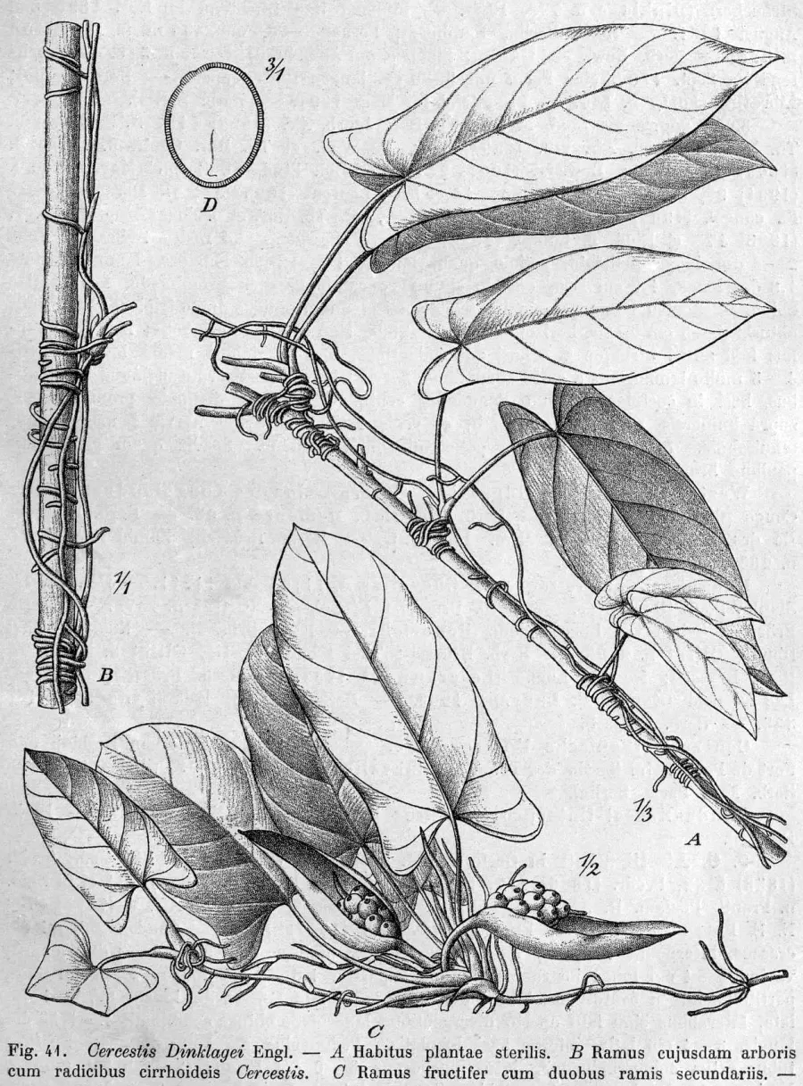 La carte Cercestis