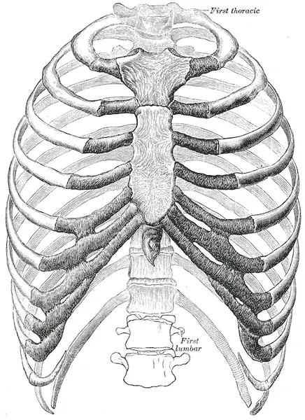 The Rib cage card
