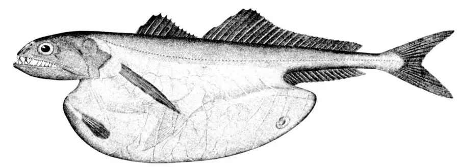 The Chiasmodon card