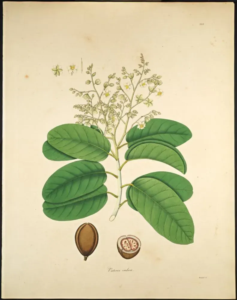 La carte Vateria indica