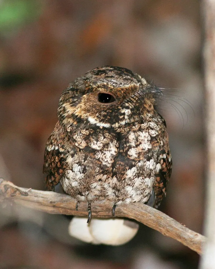 The Puerto Rican nightjar card