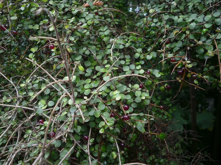 La carte Coprosma