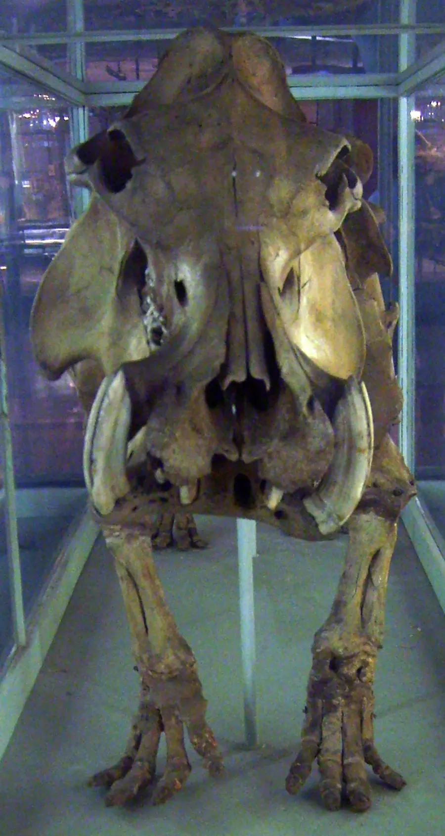 The Malagasy hippopotamus card