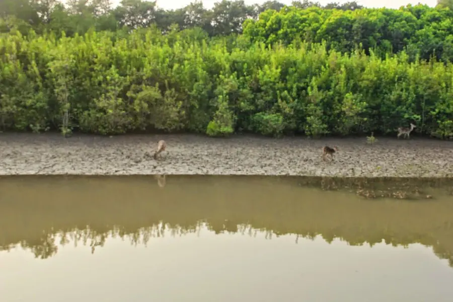 The Bhitarkanika National Park card