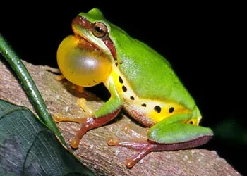 The Hallowell's tree frog card