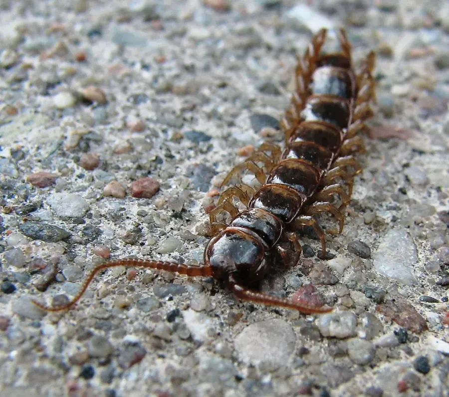 La carte Myriapoda