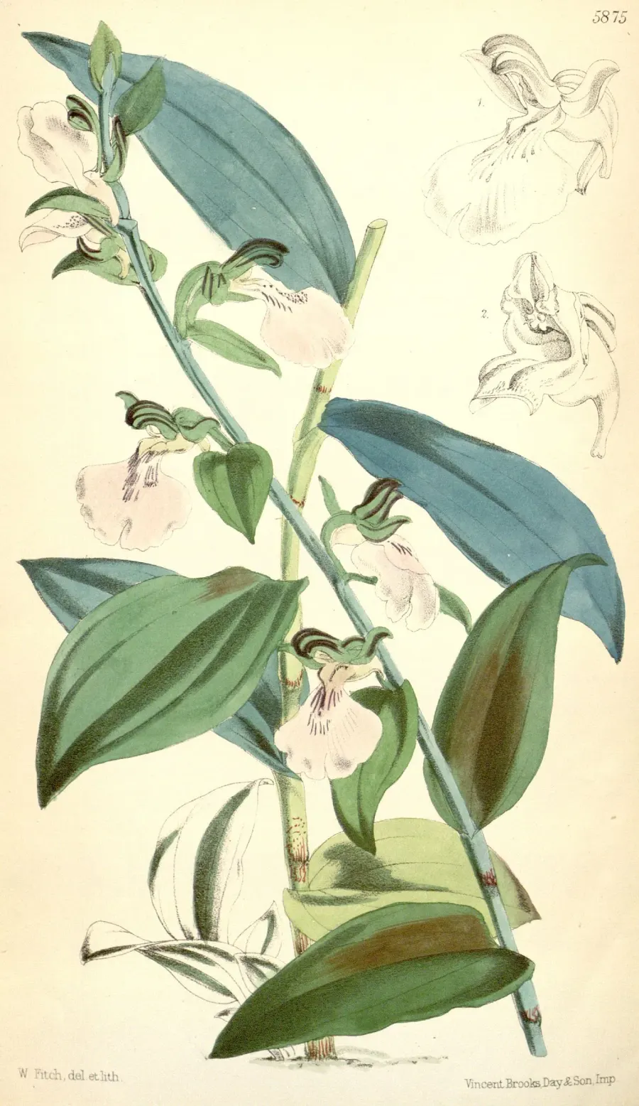 The Brachycorythis card