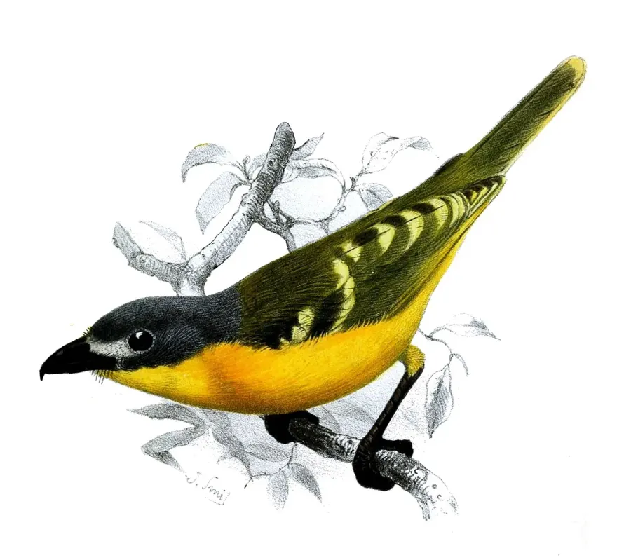 La carte Malaconotus