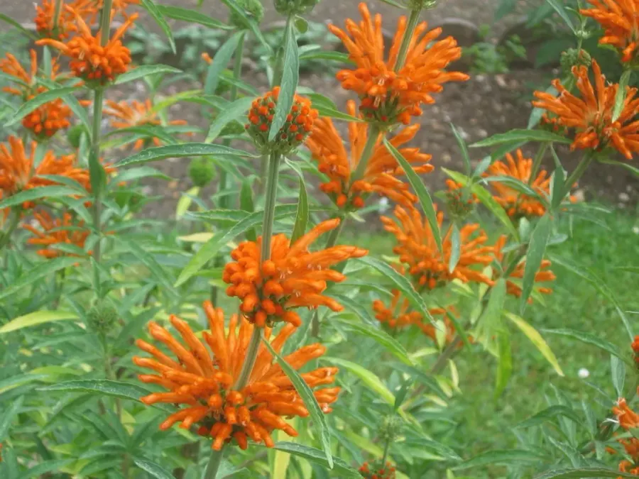 La carte Leonotis leonurus