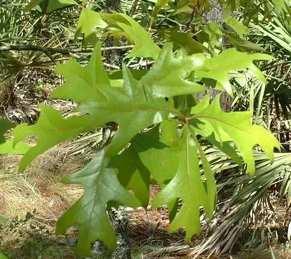 La carte Quercus laevis