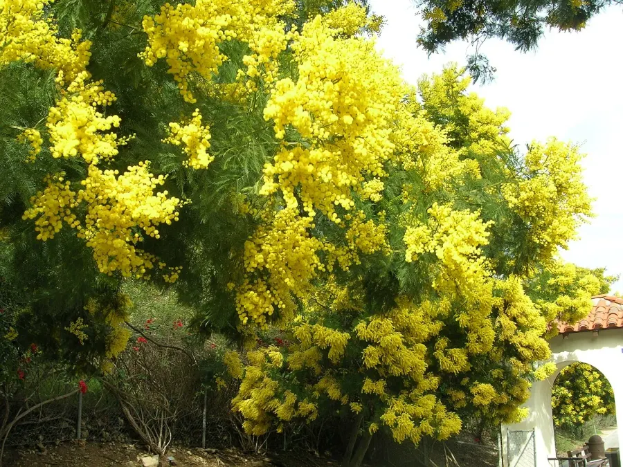 La carte Acacia decurrens