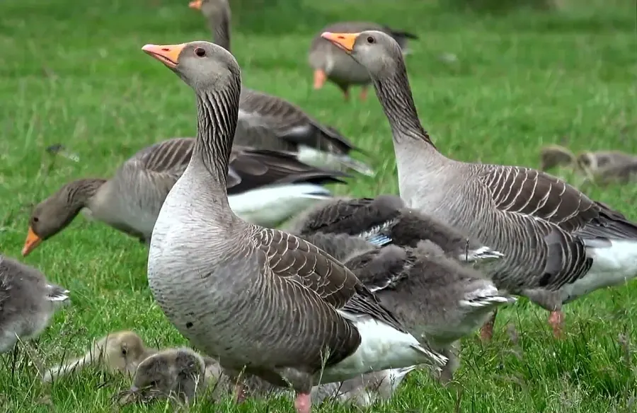The Greylag goose card