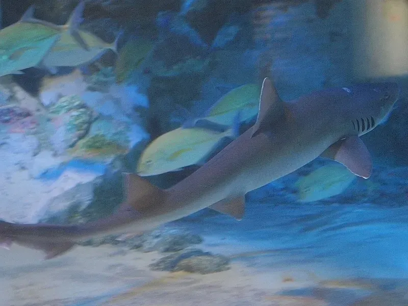 The Spotless smooth-hound card