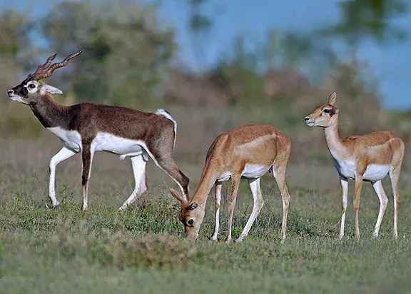 La carte Antilope