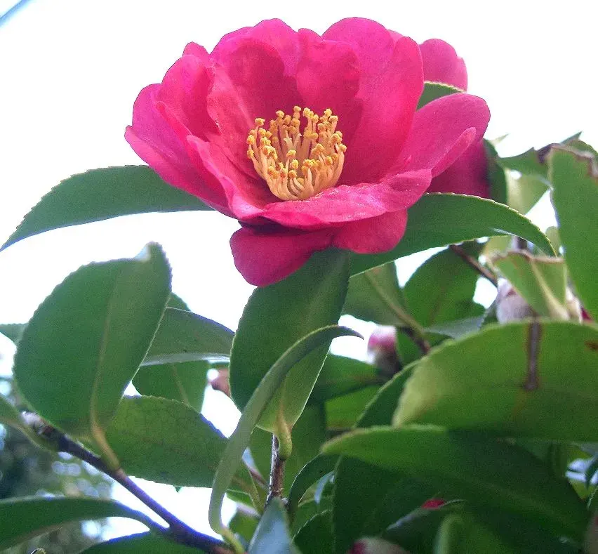 La carte Camellia sasanqua