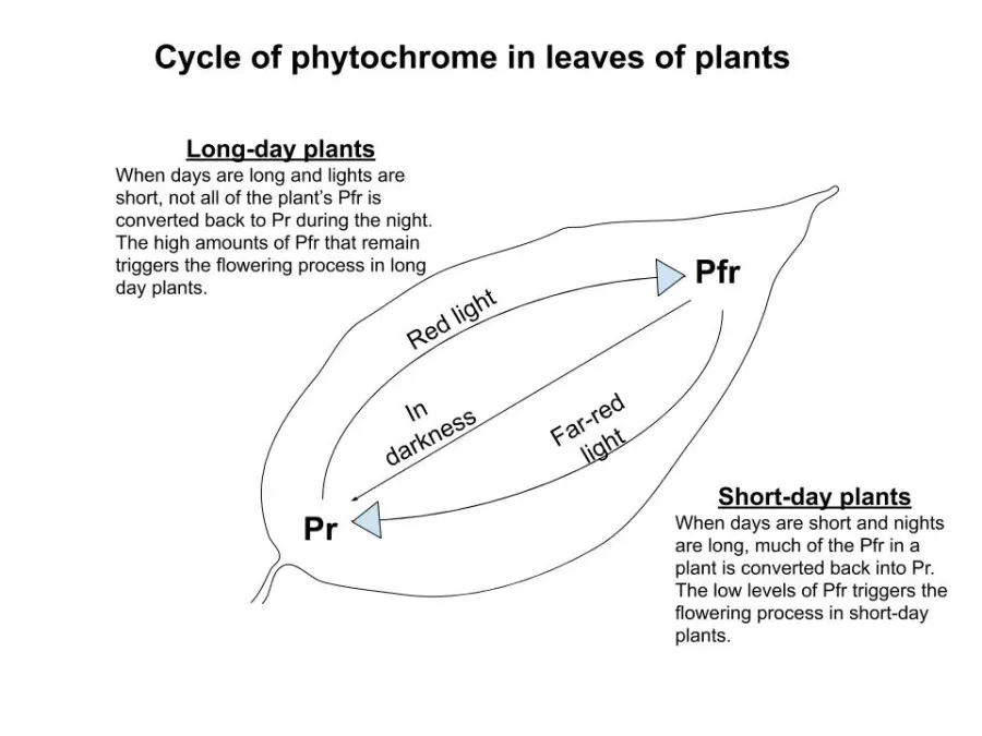 The Photoperiodism card