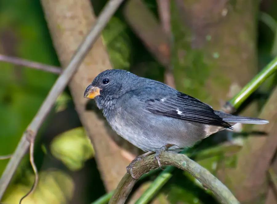 The Temminck's seedeater card