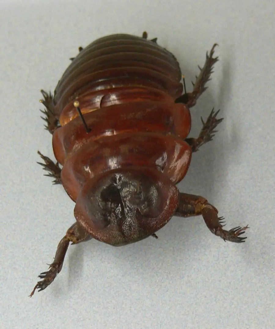 The Giant burrowing cockroach card