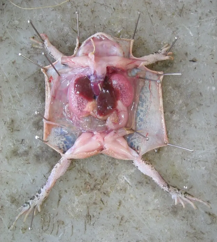 The Vivisection card