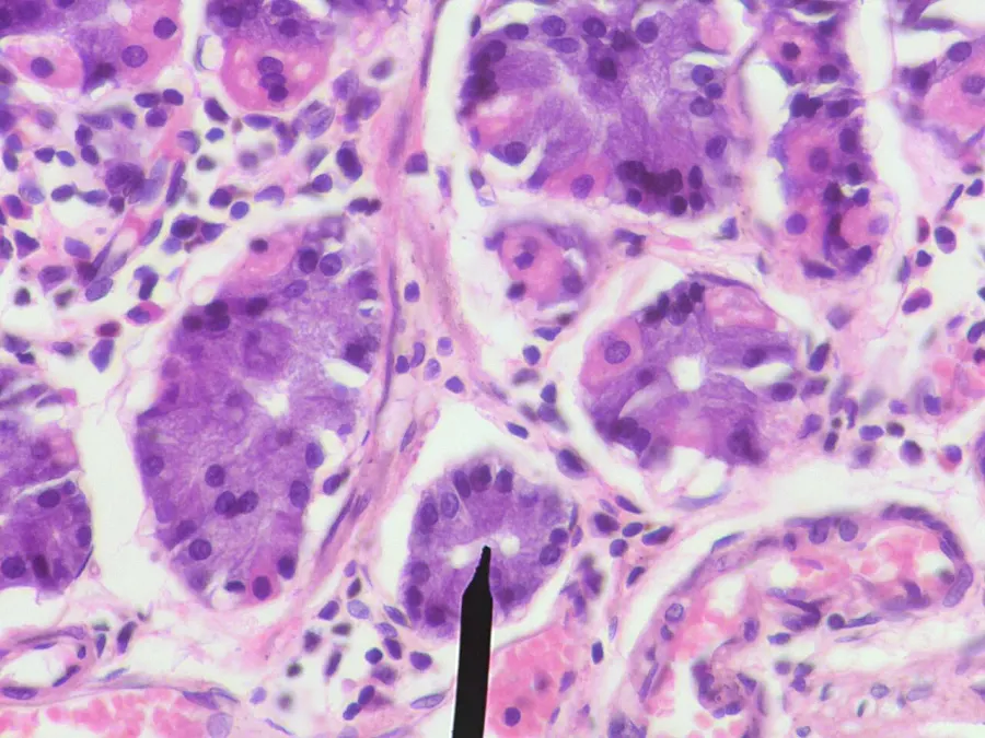 La carte Cellule principale