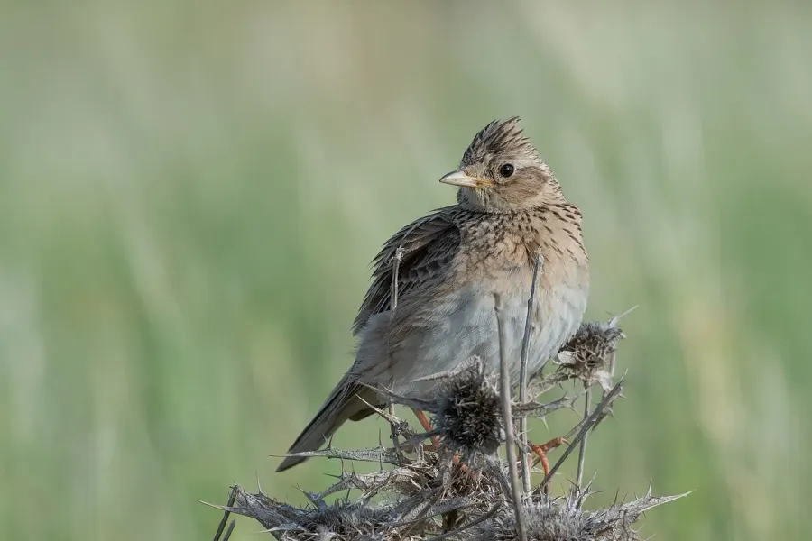 The Eurasian skylark card
